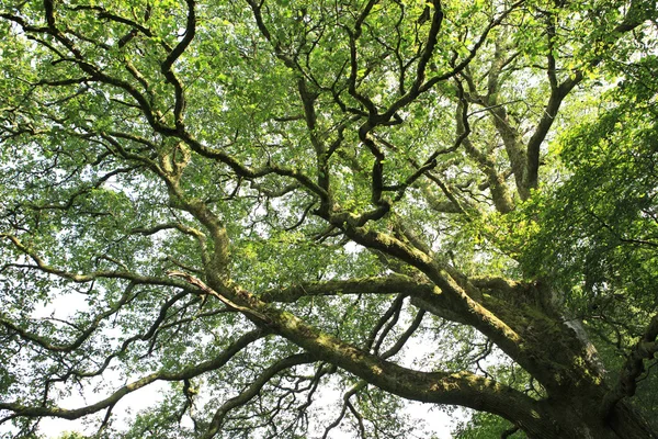 Bella corona di diffusione di un albero . — Foto Stock