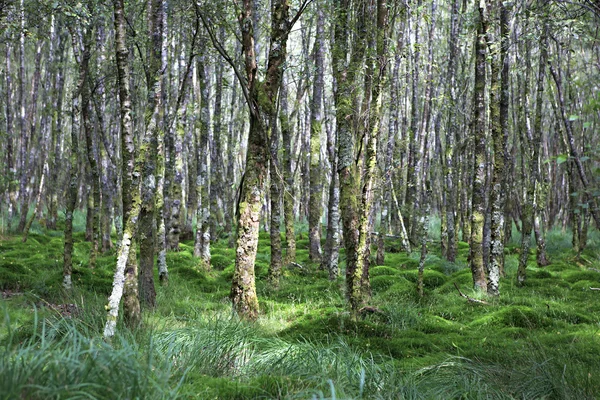 Tussock pokryte mchu i trawy — Zdjęcie stockowe