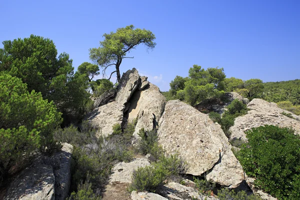 Bella vegetazione nelle rocce . — Foto Stock