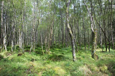 Tussock moss ve orman çim kaplı.