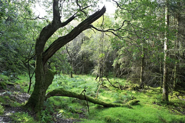 Stare drzewa, pokryte mchem. — Zdjęcie stockowe