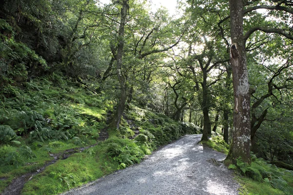 Passo a passo em uma floresta relicta — Fotografia de Stock