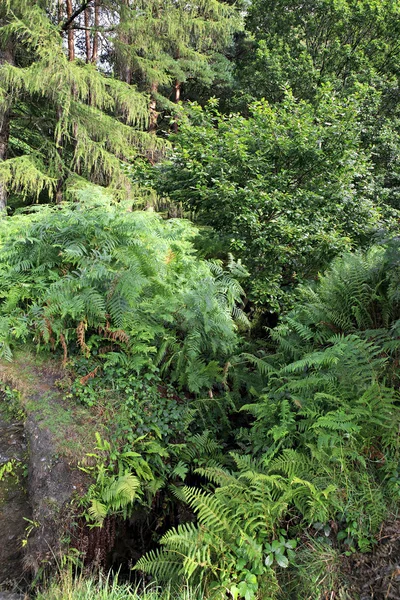 Linda vegetação no Parque Nacional das Montanhas Wicklow . — Fotografia de Stock