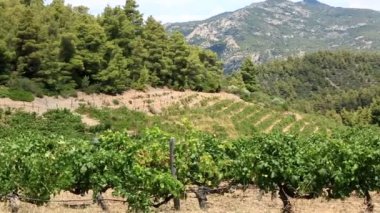 Yamaçlarda üzüm bağları. Sithonia Yarımadası. Kuzey Yunanistan.