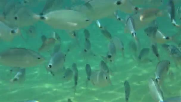 Escola de peixes no Mar Egeu. Norte da Grécia . — Vídeo de Stock