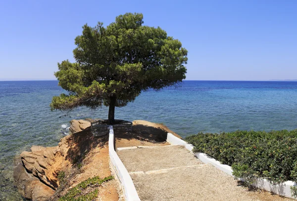 Hermosa vista de verano de un pino solitario y el mar Egeo . — Foto de Stock