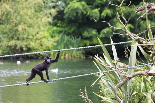 Sulawesi crested macaque moved across the pond. — Stock Photo, Image