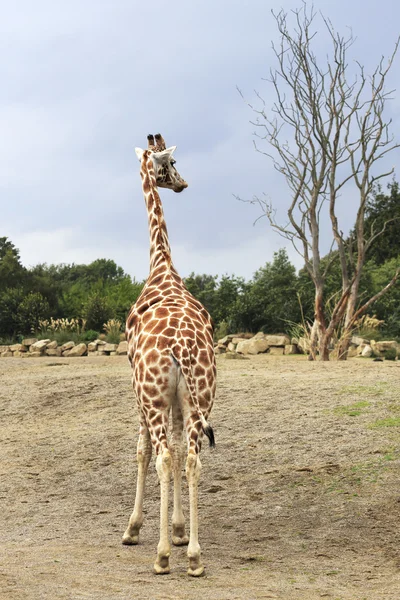 Giraffe schaut auf den Baum. — Stockfoto