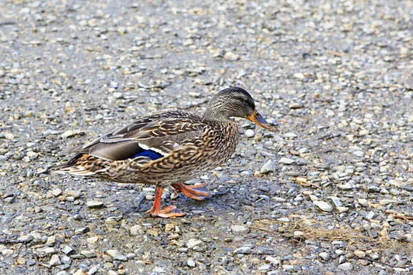 Vild anka på sjön. — Stockfoto