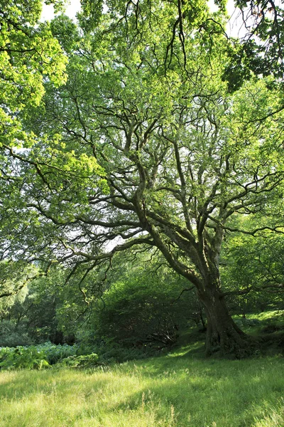 Beautiful rozprzestrzeniania się drzewa w Parku Narodowego Gór Wicklow. — Zdjęcie stockowe
