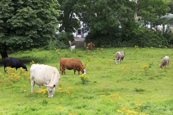 Les vaches paissent dans la prairie. — Photo