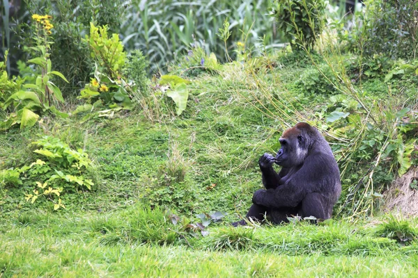 Western lowland gorilla. — Stock Photo, Image