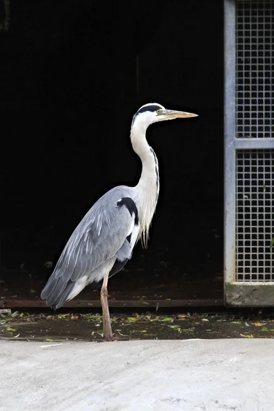 Volavka popelavá. — Stock fotografie