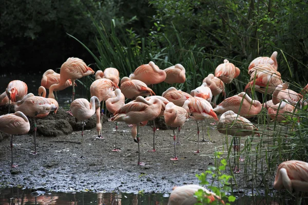 Chilean flamingo. — Stock Photo, Image