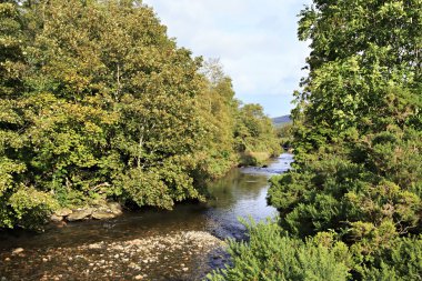 Dere kenarında bulunan bitki örtüsü.