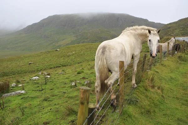 Piękny biały koń na tle gór w chmurach. — Zdjęcie stockowe