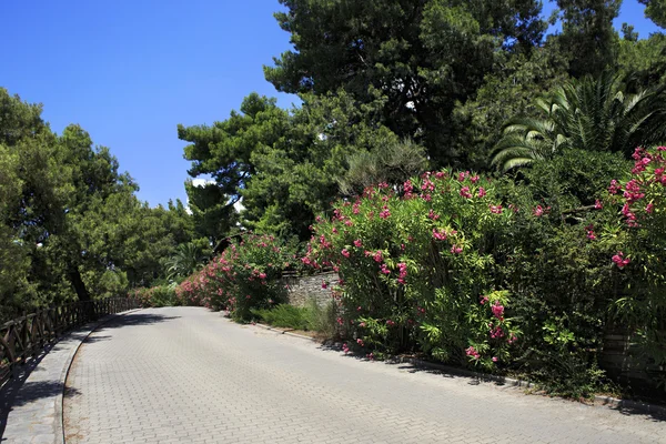 Bella strada e vegetazione in fiore . — Foto Stock