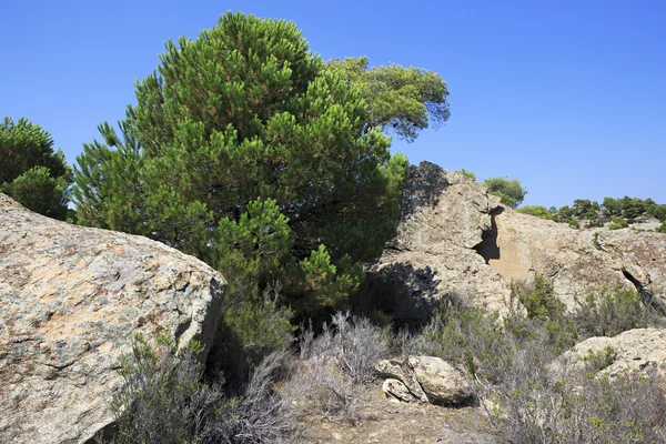 Nadelbäume in den Felsen. — Stockfoto