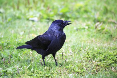 Sulawesi tepeli makak.