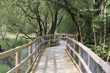 Yürüyüş ahşap yolları Wicklow Dağları Milli Parkı içinde.