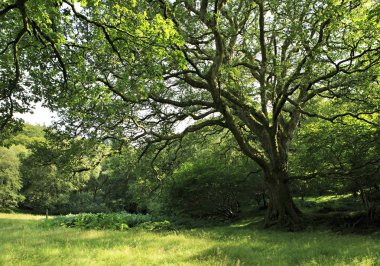 Wicklow içinde güzel yayılan ağaç