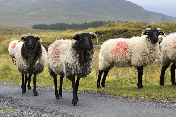 Herd of white sheep with black head on the road. — Stock Photo, Image