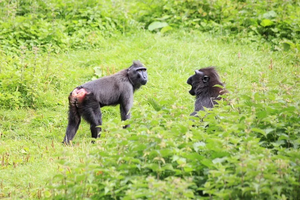 Sulawesi crested macaques swear. — Stock Photo, Image