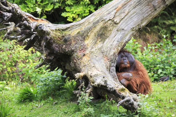 Male Bornean orangutan — Stock Photo, Image