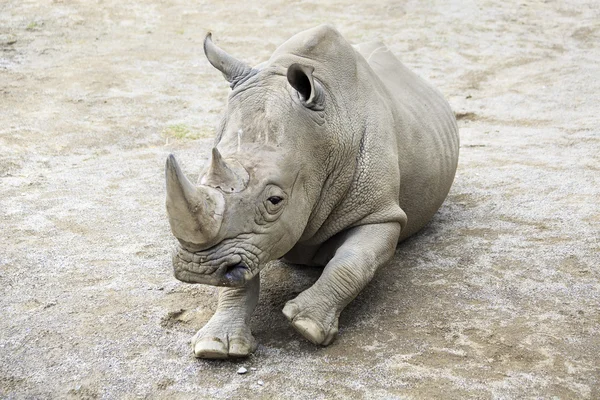 Southern White Rhinoceros. — Stock Photo, Image