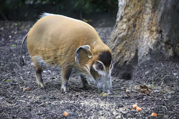 Porco del fiume rosso . — Foto Stock