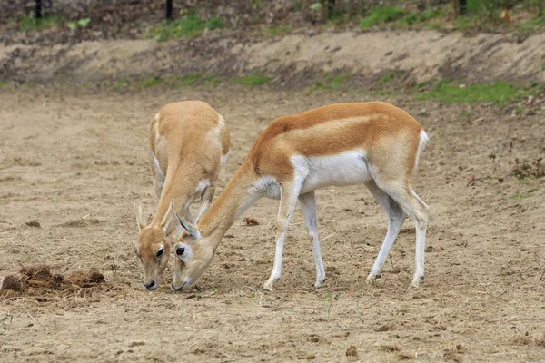 Kvinnliga Blackbuck — Stockfoto