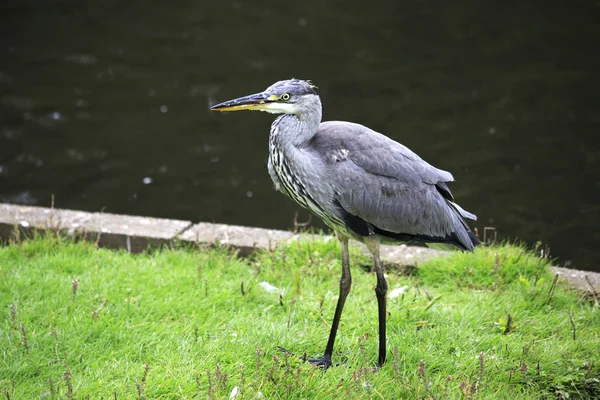 Grey heron. — Stock Photo, Image