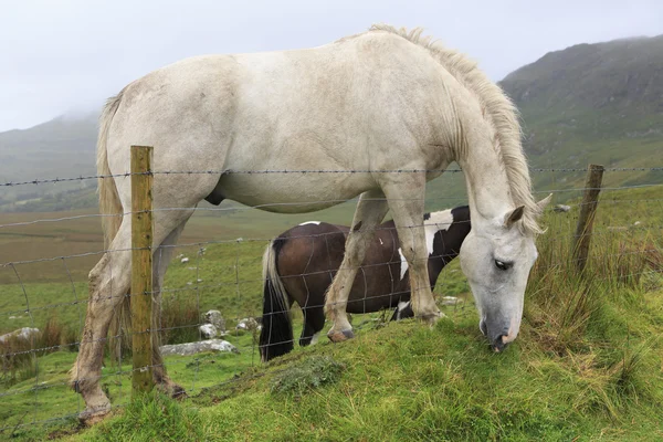 Belo cavalo no fundo de montanhas em nuvens . — Fotografia de Stock