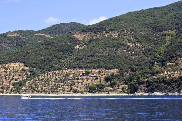 Olive groves on Holy Mount Athos. — Stock Photo, Image