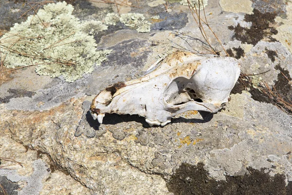 岩の上の頭蓋骨の牛. — ストック写真