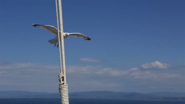Turistas do navio alimentaram a gaivota. Península da Sithonia. Norte da Grécia . — Vídeo de Stock