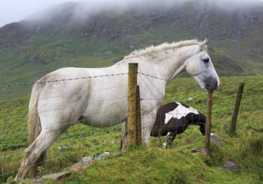 Beyaz at çit sütun kırmaya çalışan.