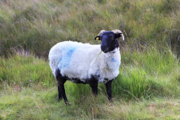 White sheep with black head. — Stock Photo, Image