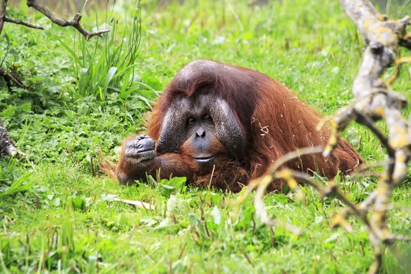 Erkek Borneo orangutan — Stok fotoğraf