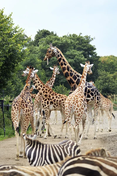 Herd of giraffes and zebras. — Stock Photo, Image