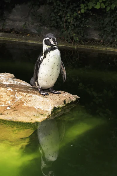 Humboldt pengueni. — Stok fotoğraf