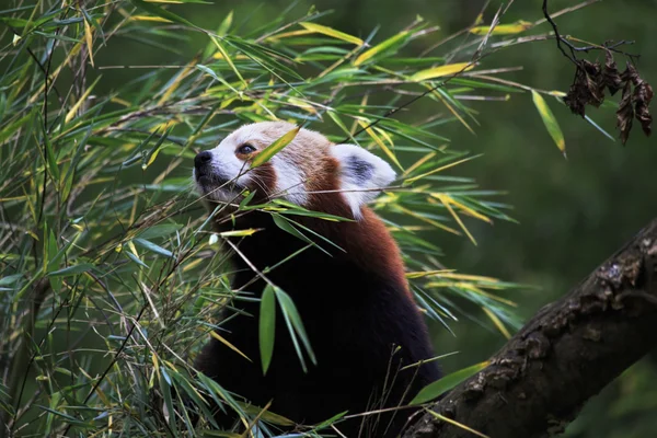 Rode panda. — Stockfoto