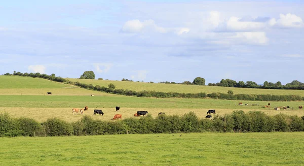 Les vaches paissent dans la prairie. — Photo