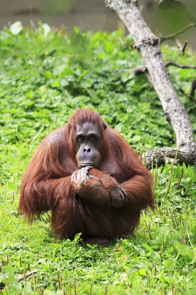 Kadın Borneo orangutan — Stok fotoğraf