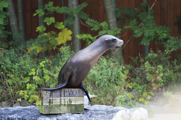 Kaliforniska sjölejon. — Stockfoto