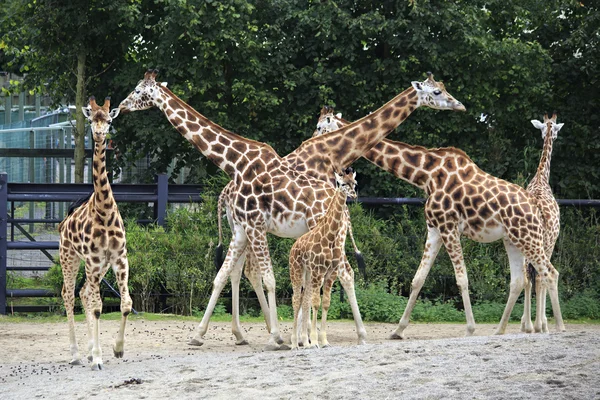Стадо жирафов с детёнышем . — стоковое фото