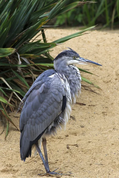 Garza gris . — Foto de Stock