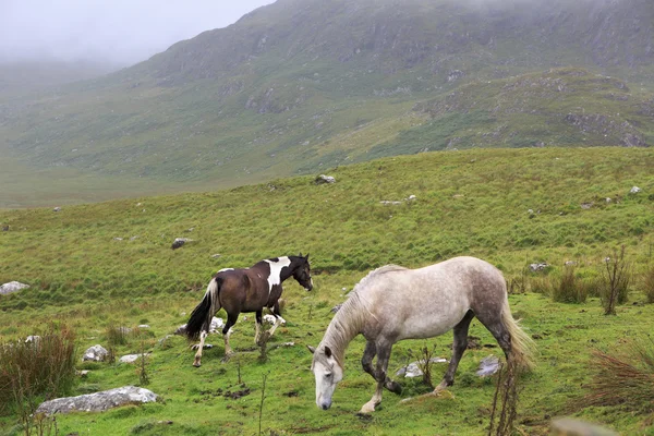 Mooi paard op achtergrond van bergen in wolken. — Stockfoto