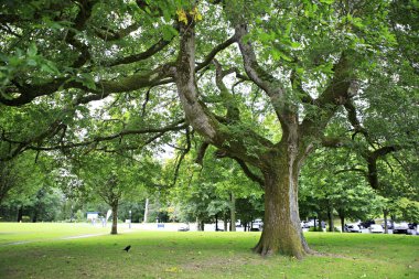 Muckross bahçelerde ağaç yayılan büyük.