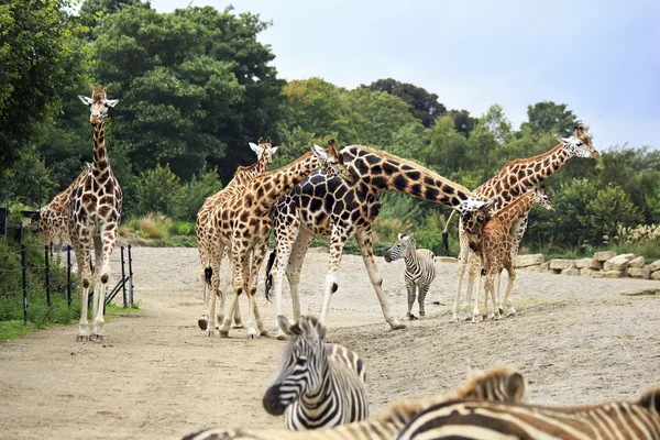 Mandria di giraffe e zebre . — Foto Stock